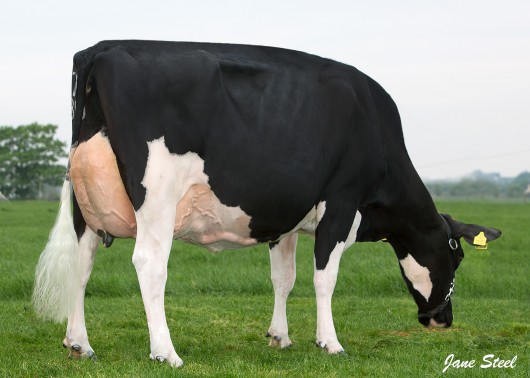 Windfield Dodge Irene VG88