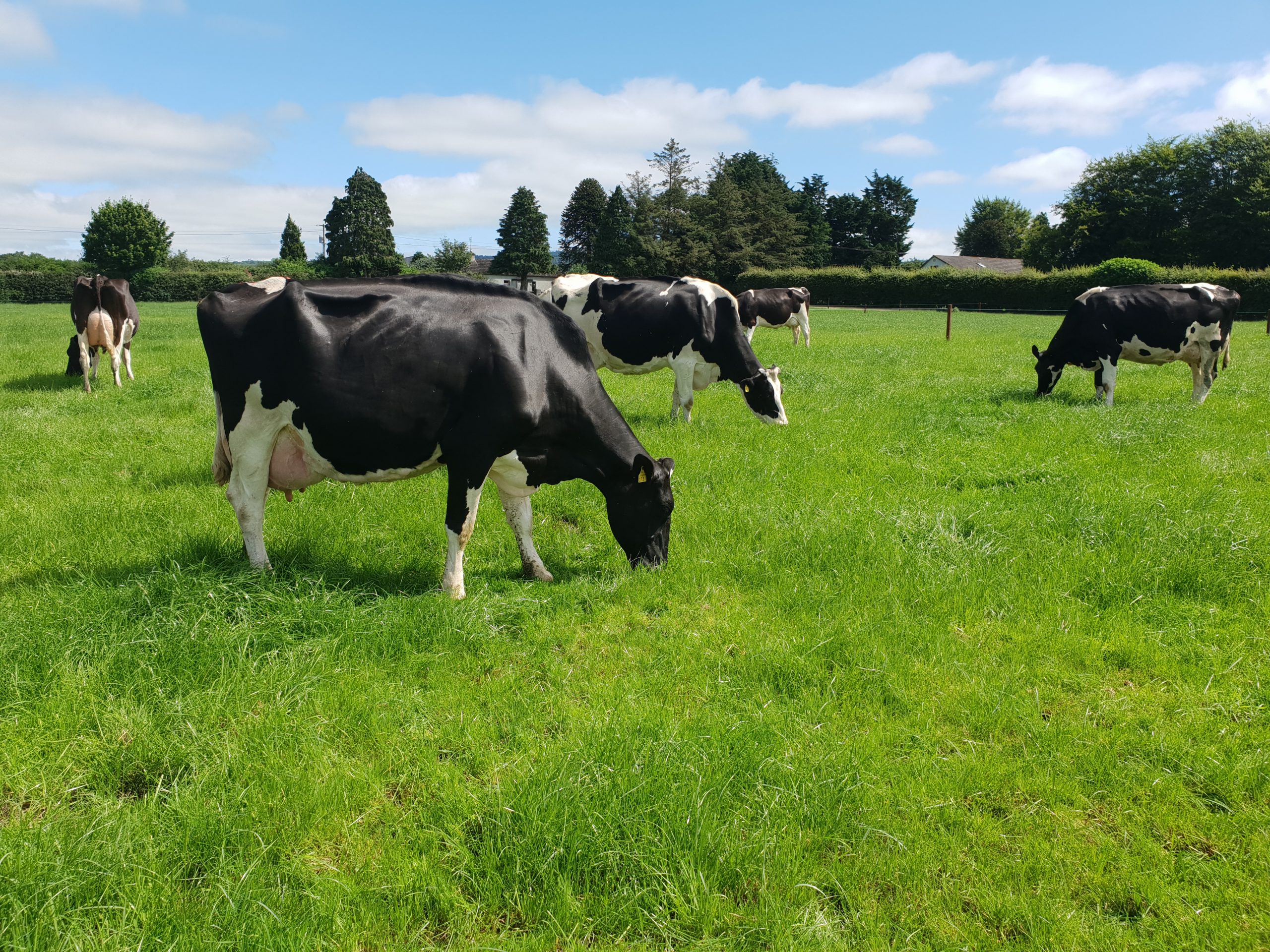 Holstein Cows - IHFA