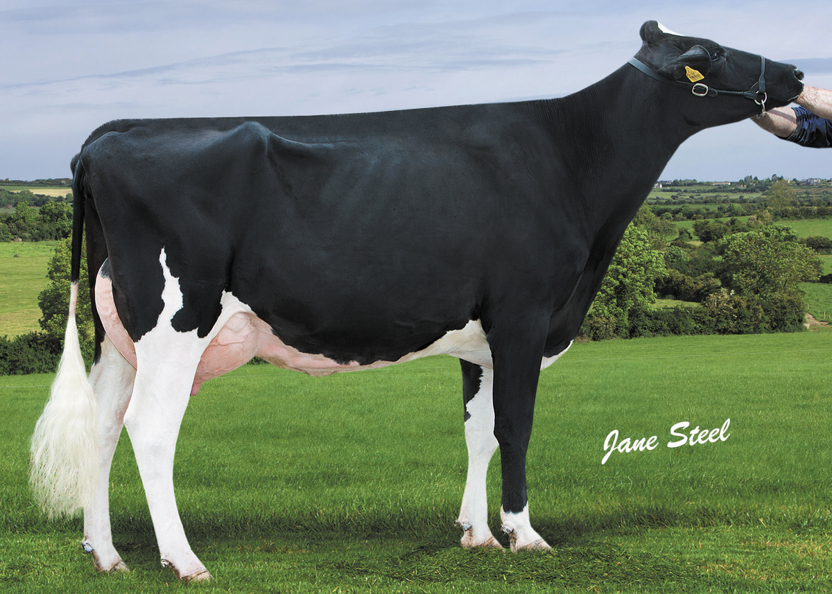 Pedigree Holstein Friesian Cow auction