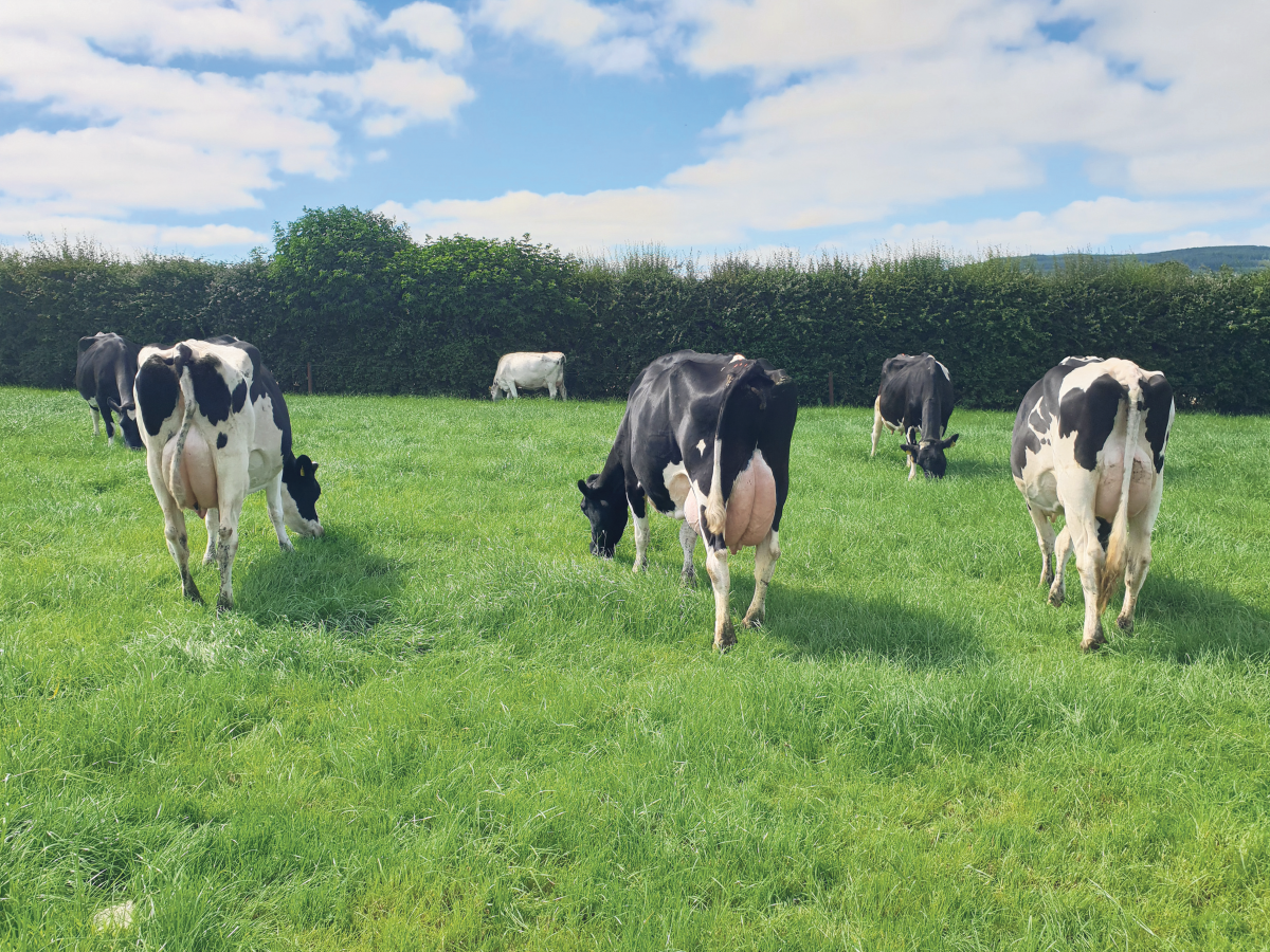 Cows grazing