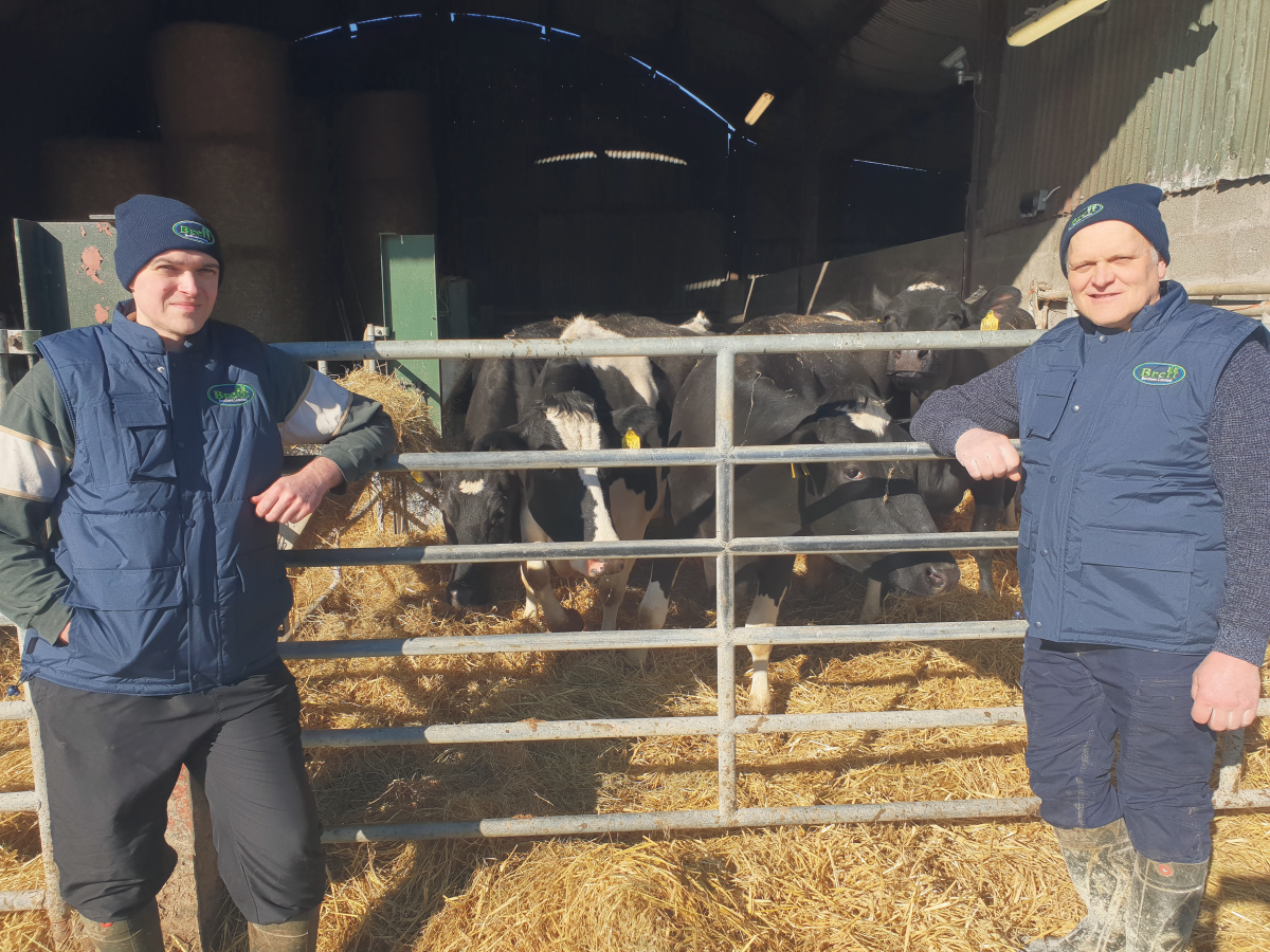 farmers, cows, pedigree Holstein Friesian, farming