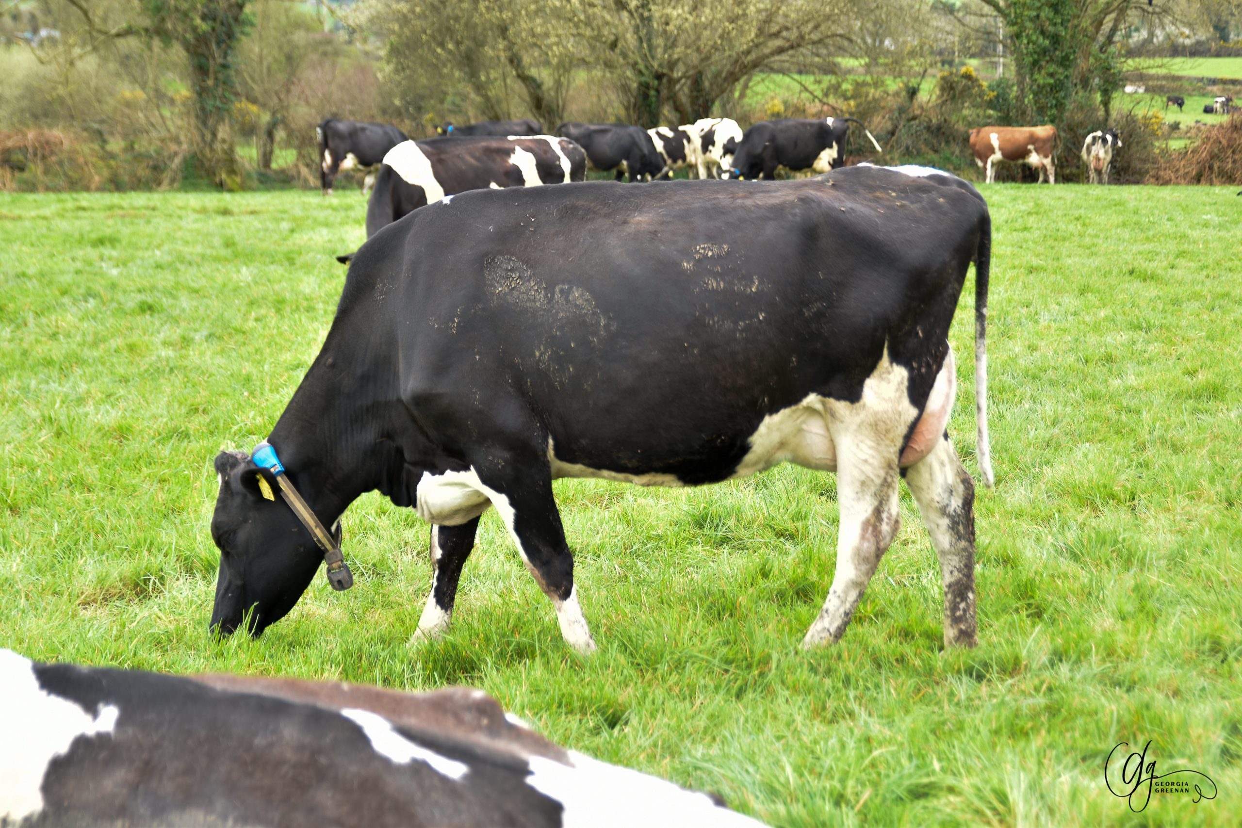 O leary | IHFA focus farm 26